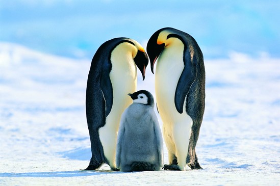 Penguin family