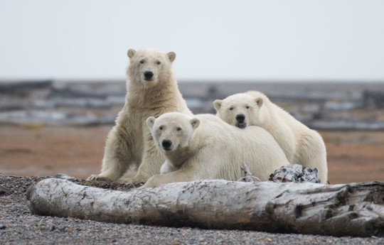 Three polar bears
