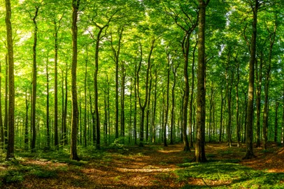 A forest glen
